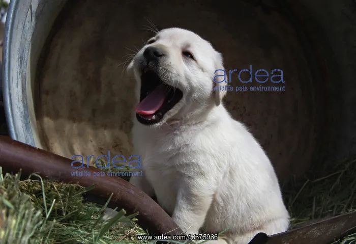 : Labrador retriever puppies : Labrador retriever puppies