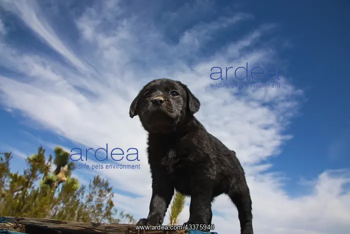 : Labrador retriever puppies : Labrador retriever puppies