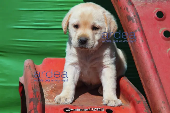 : Labrador retriever puppies : Labrador retriever puppies