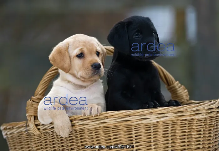 : Labrador Retriever puppies (Canis lupus familiaris) : Labrador Retriever puppies (Canis lupus familiaris)