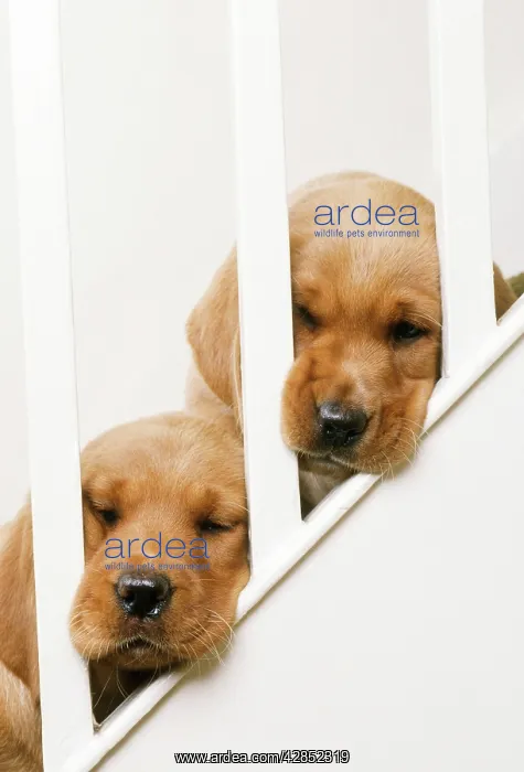 : LABRADOR RETRIEVER - two puppies with heads stuck : LABRADOR RETRIEVER - two puppies with heads stuck