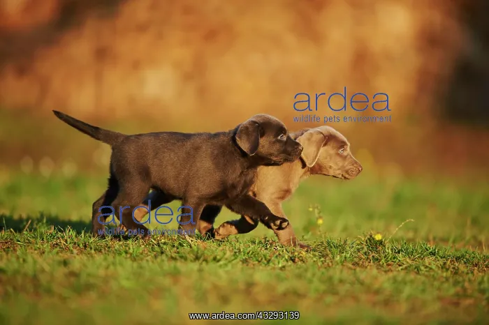 : Labrador Retriever puppies on a meadow in autumn : Labrador Retriever puppies on a meadow in autumn