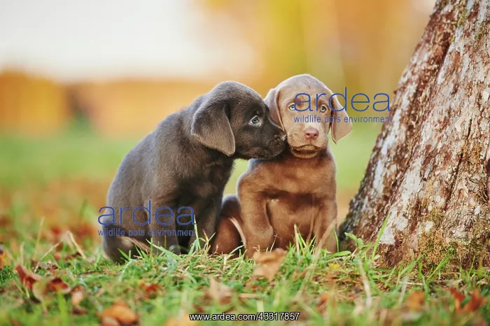 : Labrador Retriever, two puppies on a meadow, Germany : Labrador Retriever, two puppies on a meadow, Germany