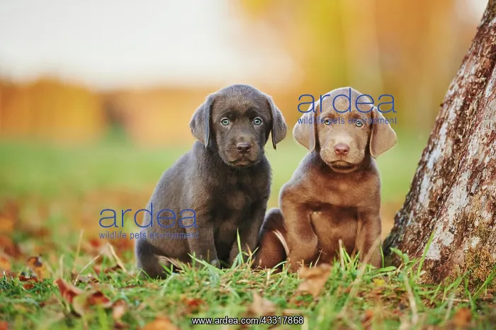 : Labrador Retriever, two puppies on a meadow, Germany : Labrador Retriever, two puppies on a meadow, Germany
