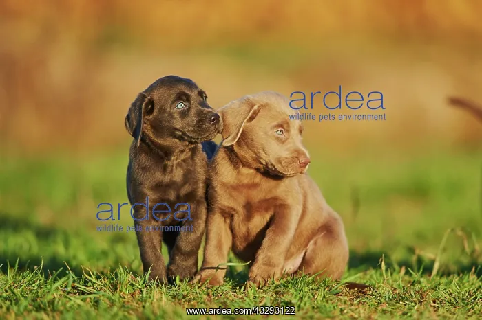 : Labrador Retriever, two puppies sitting on a meadow : Labrador Retriever, two puppies sitting on a meadow