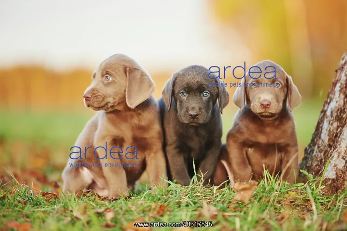 : Labrador Retriever puppies sitting on a meadow in : Labrador Retriever puppies sitting on a meadow in