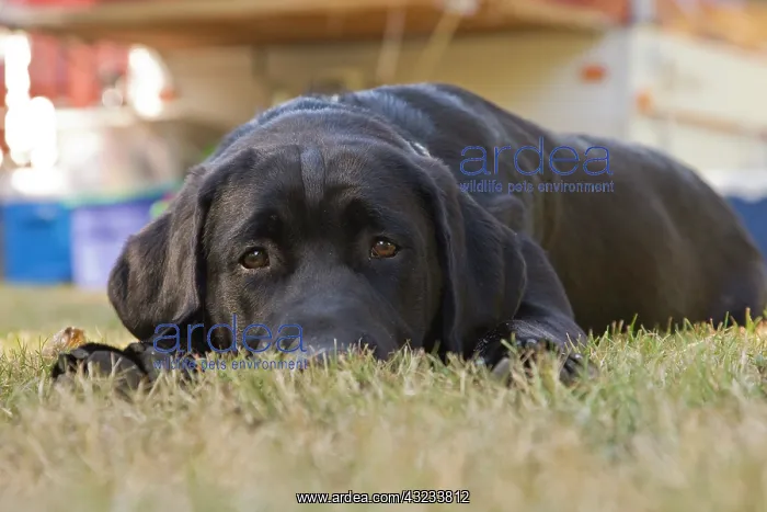 : A Labrador Retriever puppy : A Labrador Retriever puppy