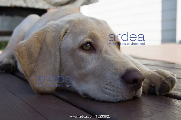 : A Labrador Retriever puppy : A Labrador Retriever puppy