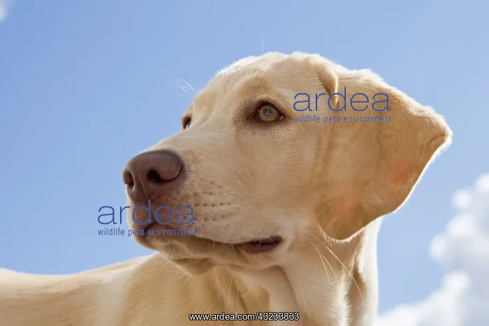 : A Labrador Retriever puppy : A Labrador Retriever puppy