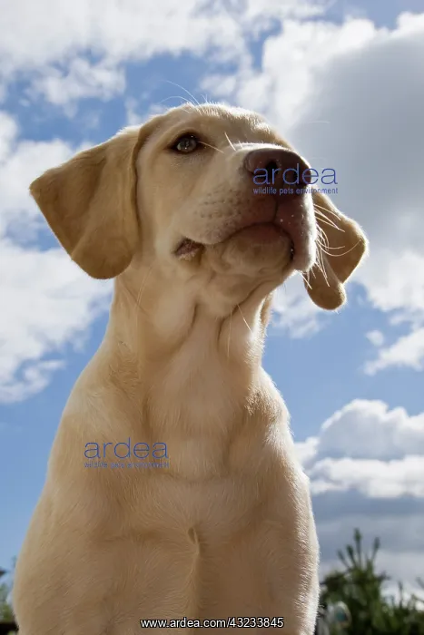 : A Labrador Retriever puppy : A Labrador Retriever puppy