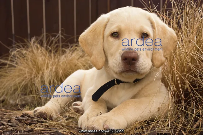 : Labrador Retriever puppy : Labrador Retriever puppy