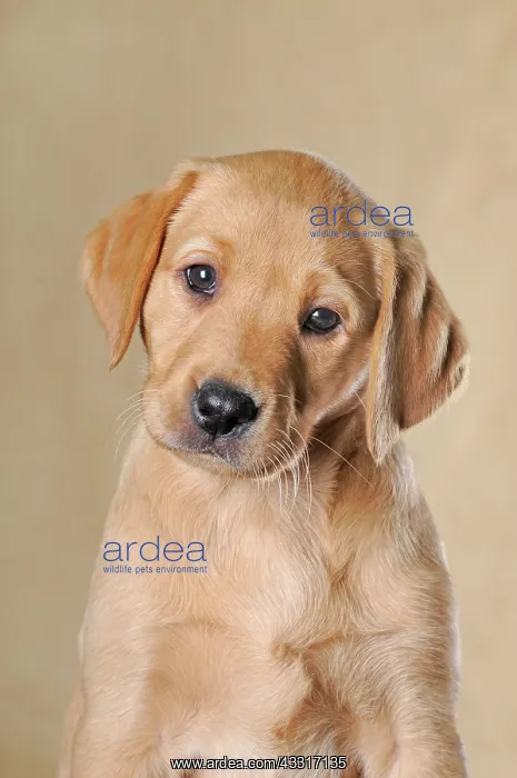 : Labrador Retriever, puppy, 9 weeks, animal portrait : Labrador Retriever, puppy, 9 weeks, animal portrait