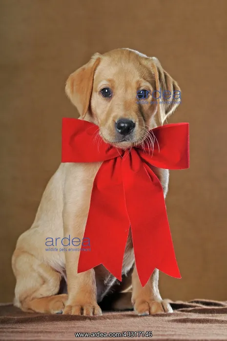 : Labrador Retriever, puppy, 9 weeks, with red ribbon : Labrador Retriever, puppy, 9 weeks, with red ribbon