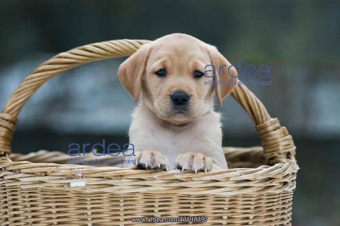 : Labrador Retriever puppy (Canis lupus familiaris) : Labrador Retriever puppy (Canis lupus familiaris)
