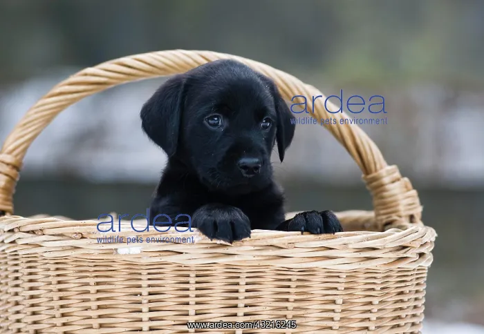 : Labrador Retriever puppy (Canis lupus familiaris) : Labrador Retriever puppy (Canis lupus familiaris)