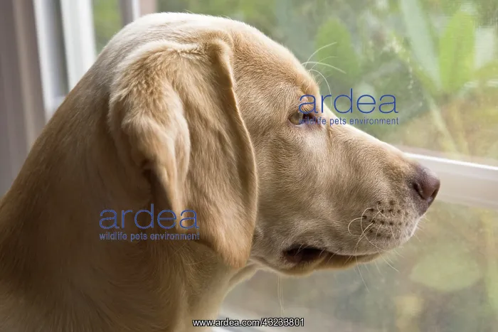 : A Labrador Retriever puppy looking out the : A Labrador Retriever puppy looking out the