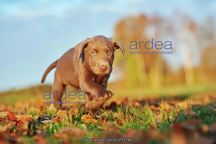 : Labrador Retriever puppy on a meadow in autumn : Labrador Retriever puppy on a meadow in autumn