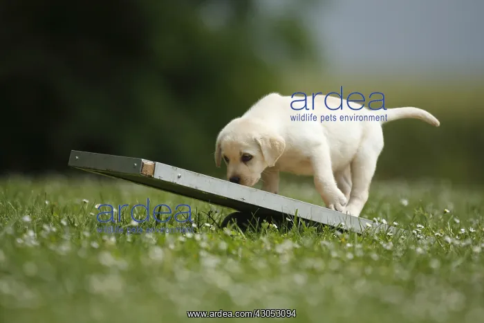 : Labrador retriever puppy on rocking board France : Labrador retriever puppy on rocking board France