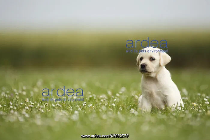: Labrador retriever puppy sitting in the grass France : Labrador retriever puppy sitting in the grass France