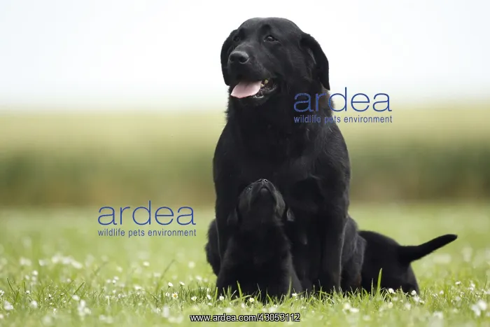 : Labrador retriever and its puppy sitting in the grass France : Labrador retriever and its puppy sitting in the grass France