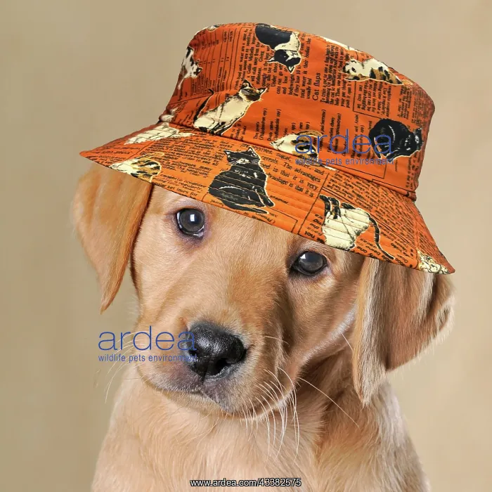 : Labrador Retriever, puppy, wearing a cat hat : Labrador Retriever, puppy, wearing a cat hat