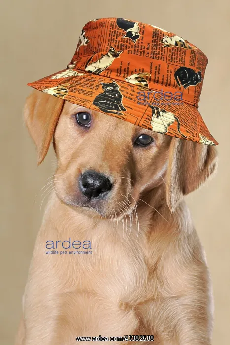 : Labrador Retriever, puppy, wearing a cat hat : Labrador Retriever, puppy, wearing a cat hat