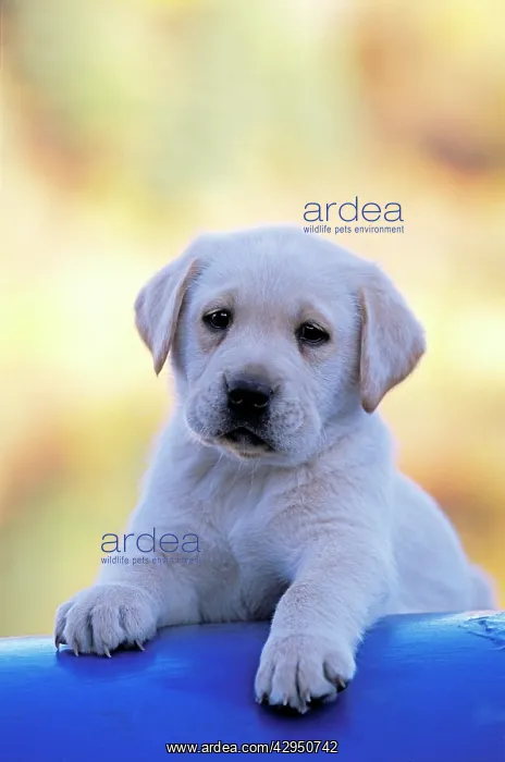  : Labrador Retriever puppy, eight weeks old, standing