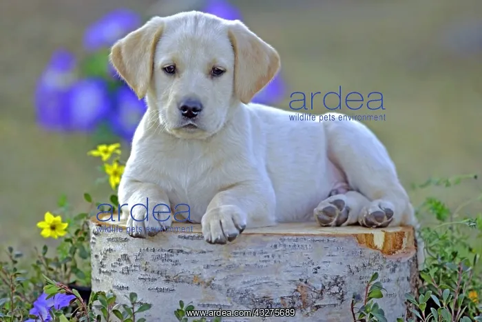 : Labrador Retriever Puppy six weeks sitting on birch : Labrador Retriever Puppy six weeks sitting on birch