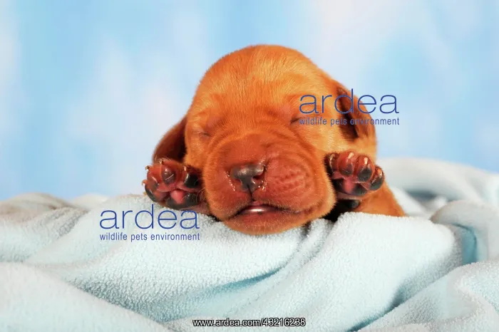 : Labrador retriever puppy, yellow, 7 days old, eyes : Labrador retriever puppy, yellow, 7 days old, eyes