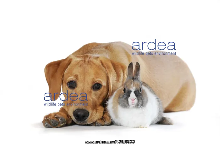 : Labrador Retriever puppy, yellow coloured, and a : Labrador Retriever puppy, yellow coloured, and a