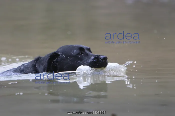 : Labrador Retriever reporting a contribution in swimming : Labrador Retriever reporting a contribution in swimming