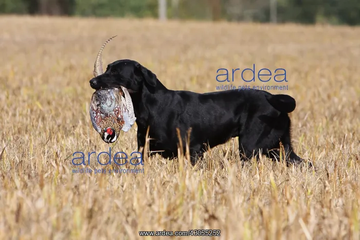 : Labrador Retriever reporting a pheasant in a field France : Labrador Retriever reporting a pheasant in a field France