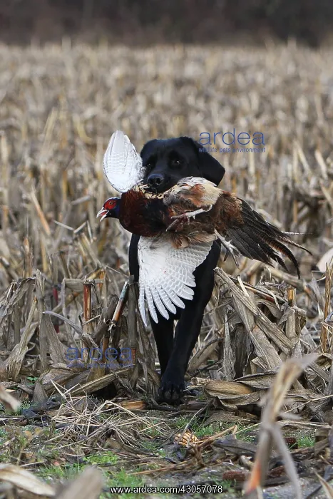  : Labrador Retriever reporting a pheasant to his master France