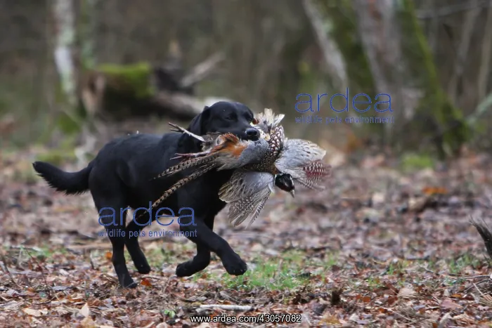 : Labrador Retriever reporting a pheasant to his master France : Labrador Retriever reporting a pheasant to his master France