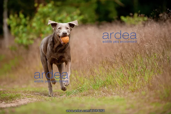 : Labrador Retriever retrieving a ball : Labrador Retriever retrieving a ball