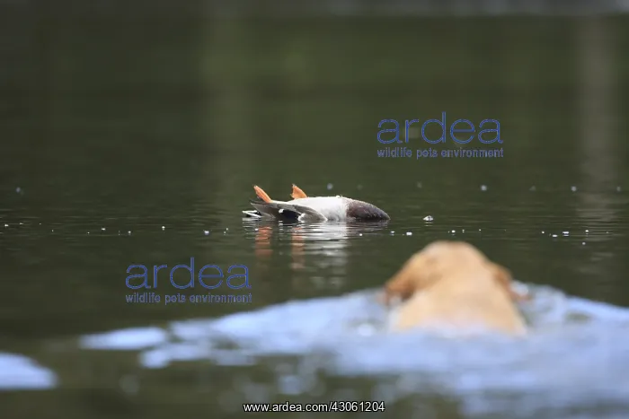  : Labrador Retriever swimming to catch a duck