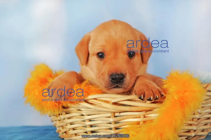 : Labrador Retriever, yellow, Age 25 Days, puppy in : Labrador Retriever, yellow, Age 25 Days, puppy in