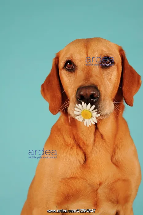 : Labrador Retriever, yellow, bitch, holding flower : Labrador Retriever, yellow, bitch, holding flower