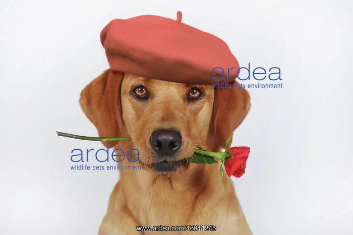 : Labrador Retriever, yellow, bitch, holds red : Labrador Retriever, yellow, bitch, holds red