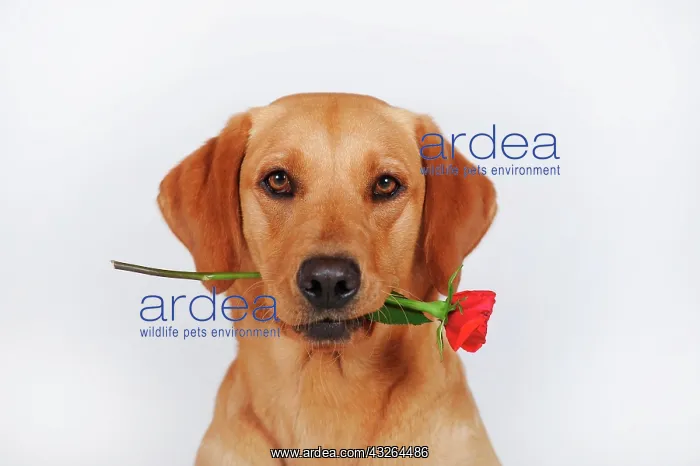 : Labrador Retriever, yellow, bitch, holds red rose : Labrador Retriever, yellow, bitch, holds red rose