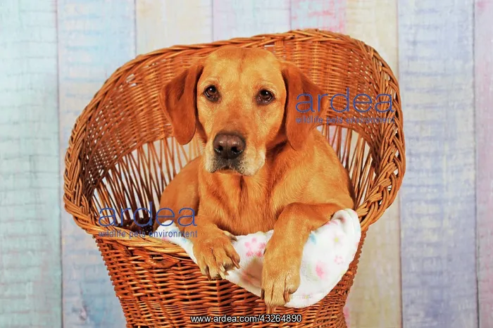 : Labrador Retriever, yellow, bitch lies in dog basket : Labrador Retriever, yellow, bitch lies in dog basket