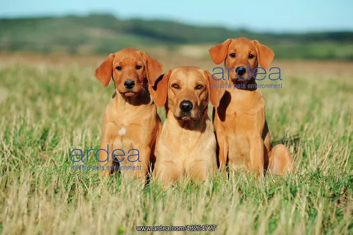 : Labrador Retriever, yellow, bitch with puppies : Labrador Retriever, yellow, bitch with puppies