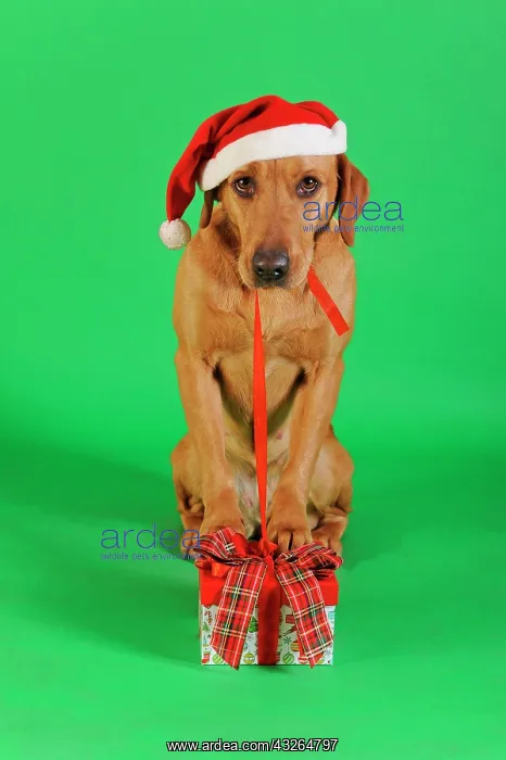: Labrador Retriever, yellow, bitch with Santa hat : Labrador Retriever, yellow, bitch with Santa hat