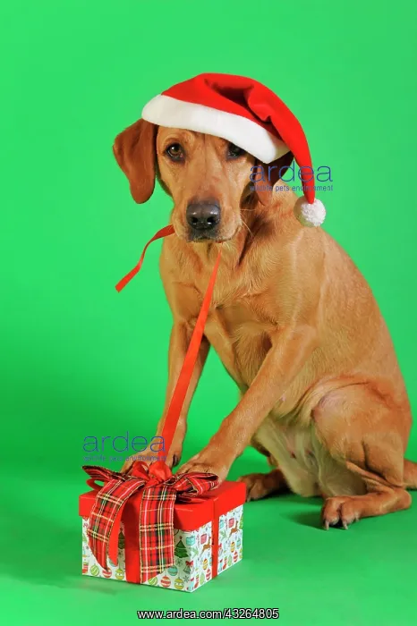 : Labrador Retriever, yellow, bitch with Santa hat : Labrador Retriever, yellow, bitch with Santa hat