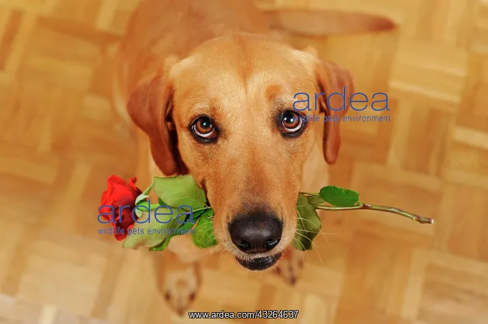 : Labrador Retriever, yellow, bitch, view from above : Labrador Retriever, yellow, bitch, view from above