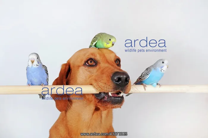: Labrador Retriever, yellow, bitch and young budgies : Labrador Retriever, yellow, bitch and young budgies