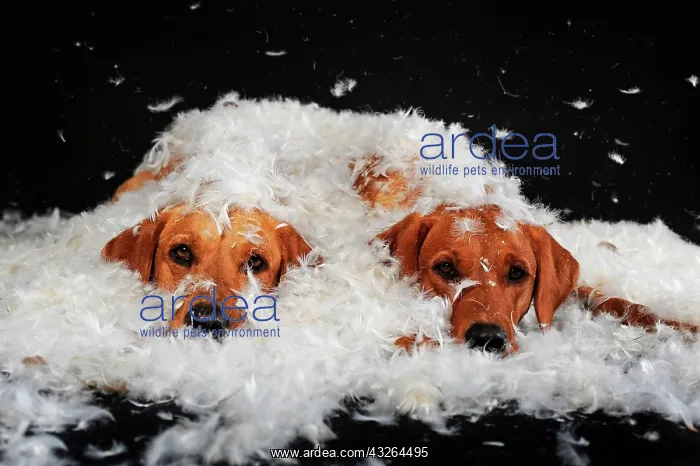 : Labrador Retriever, yellow, two bitches lying in : Labrador Retriever, yellow, two bitches lying in
