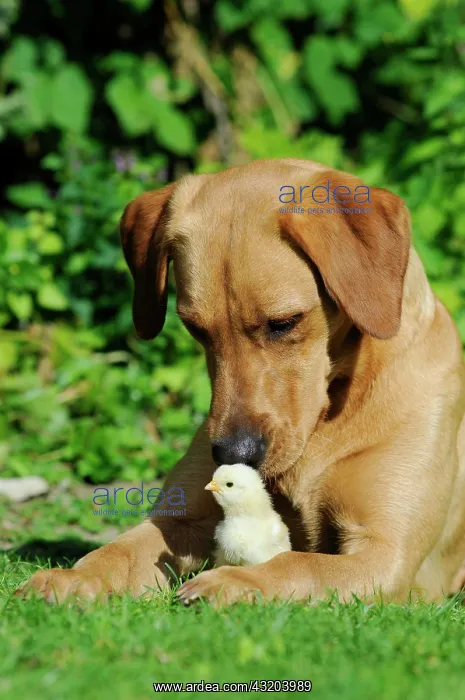 : Labrador Retriever, yellow coloured bitch, with : Labrador Retriever, yellow coloured bitch, with