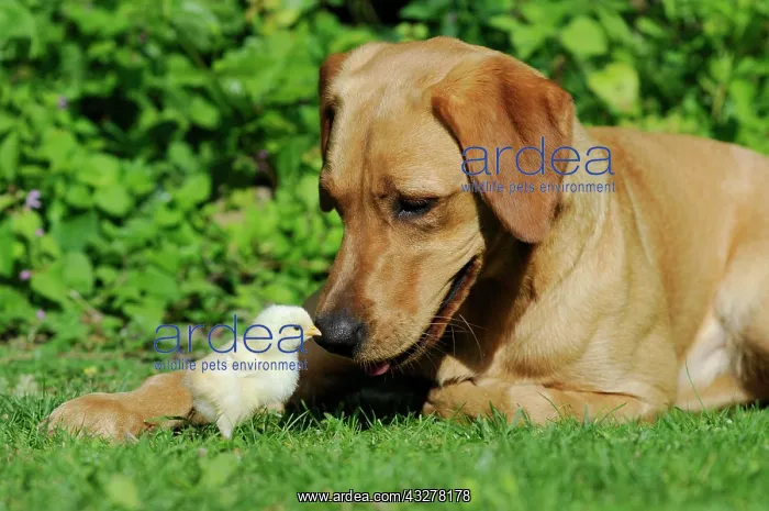 : Labrador Retriever, yellow coloured bitch, with : Labrador Retriever, yellow coloured bitch, with