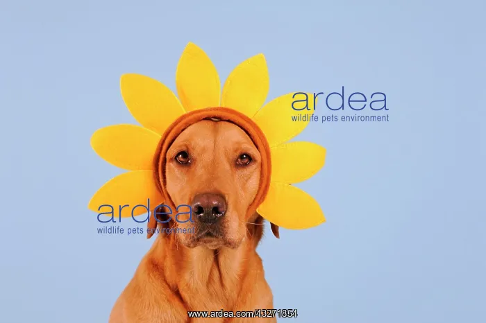 : Labrador retriever, yellow, female with floral wreath : Labrador retriever, yellow, female with floral wreath
